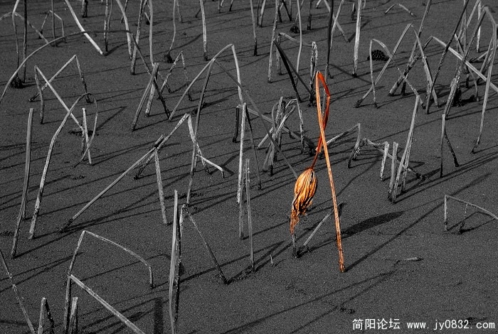 秋.jpg