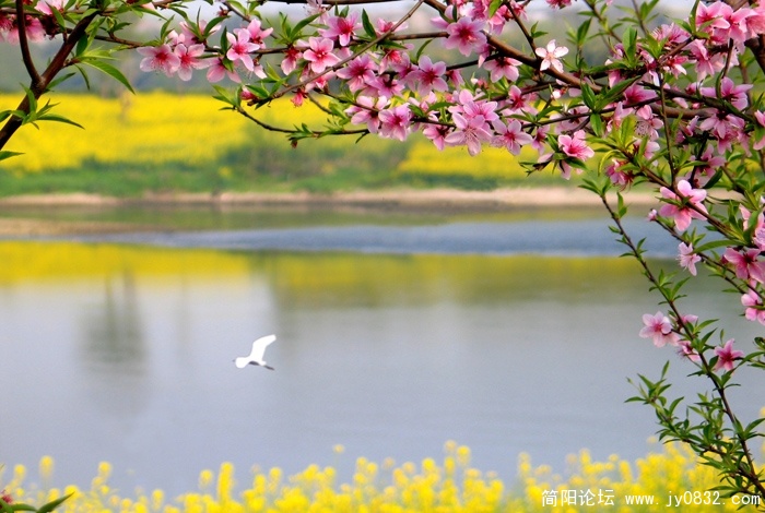 沱江之春-C副本-1.jpg