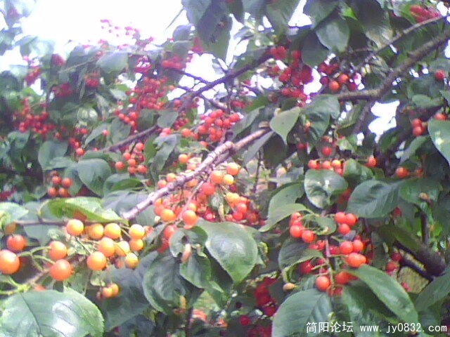 IMG0728A.jpg