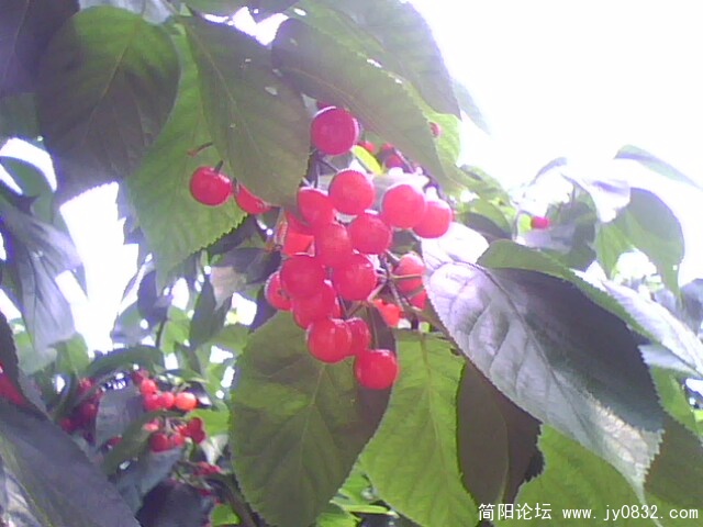 IMG0727A.jpg