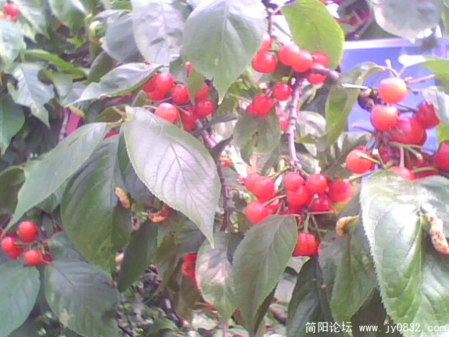 IMG0724A.jpg