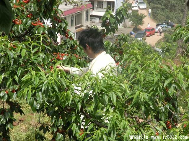 不过赢哦，树子里面去就管不倒我噻