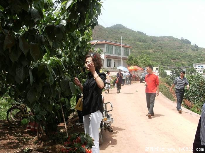 先看看哪根树子上的樱桃好喃