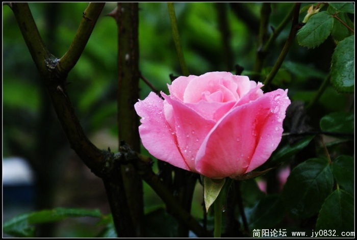 nEO_IMG_DSC02244.jpg