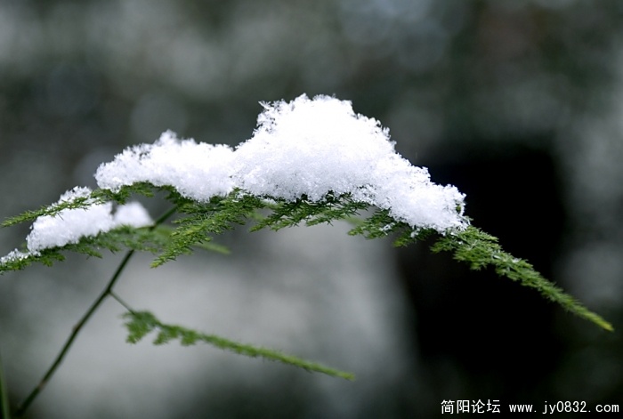 2008年的那一场雪.JPG