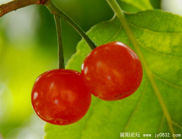 红樱桃 G.jpg