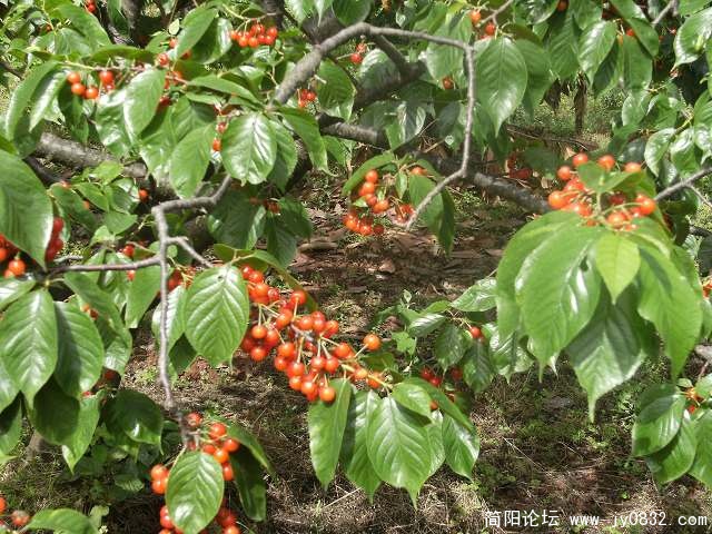 还是那么红