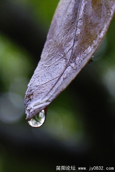 DSC02246.jpg