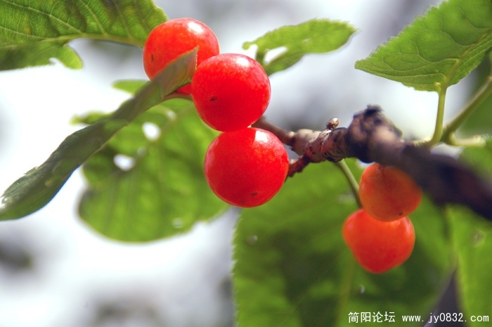 老君樱桃 (6).JPG