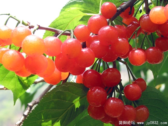 老君樱桃 (12).jpg