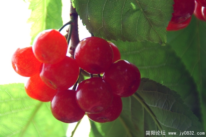 老君樱桃 (2).JPG