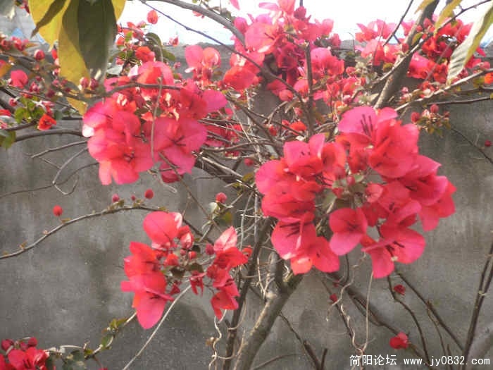 照片 019.jpg