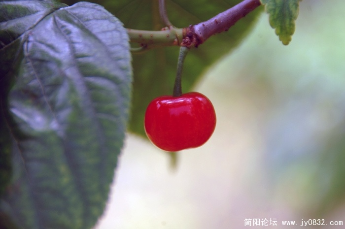 老君樱桃 (9).JPG