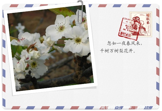 梨花2.jpg