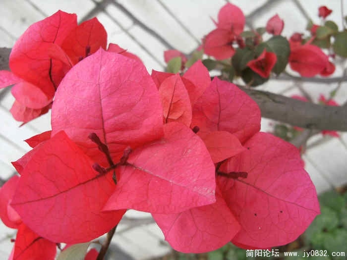 照片 024.jpg