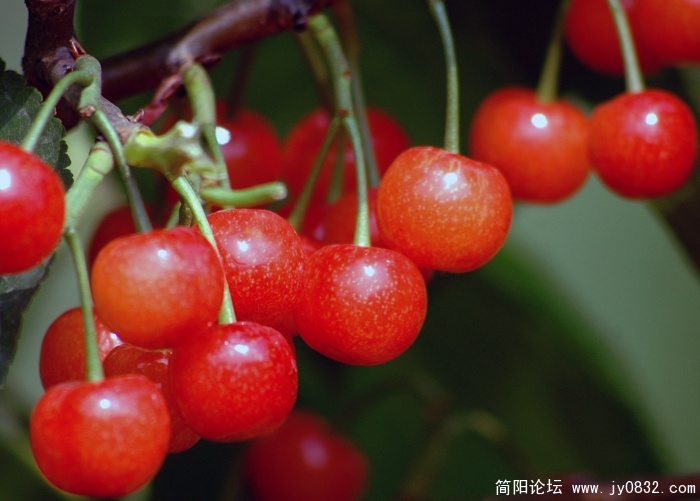 老君樱桃(1).jpg