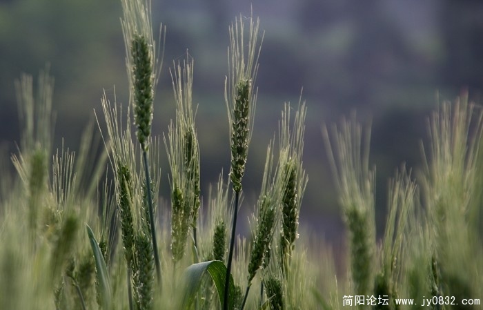 照片 037.jpg