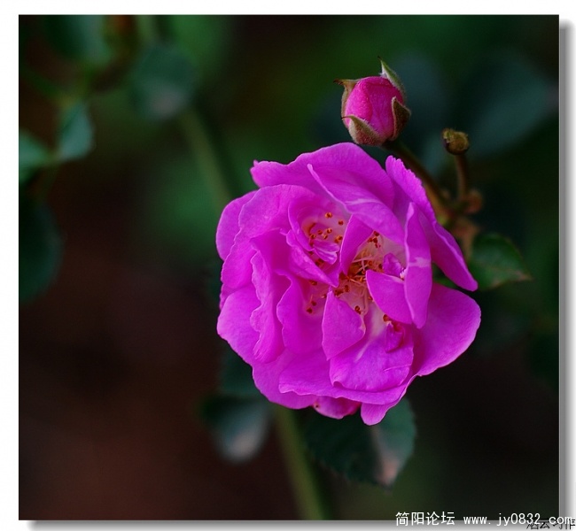 DSC_0517.jpg