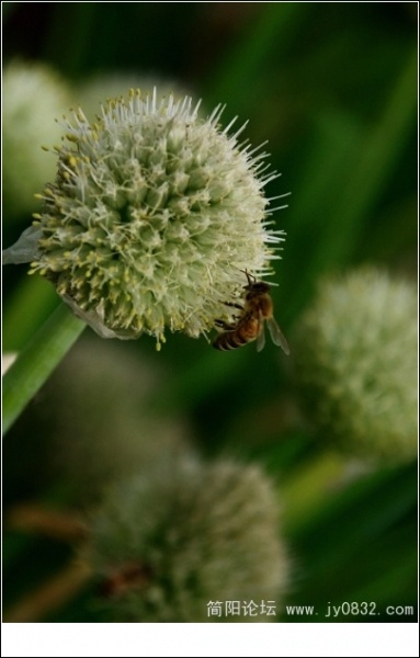 20090422_62737c18be9bc7b0dc05TEXiZauoqYvs.jpg