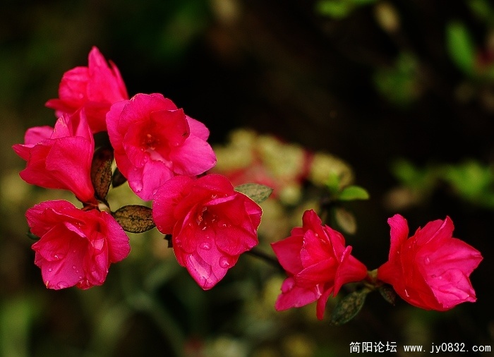 2夏鹃4.jpg