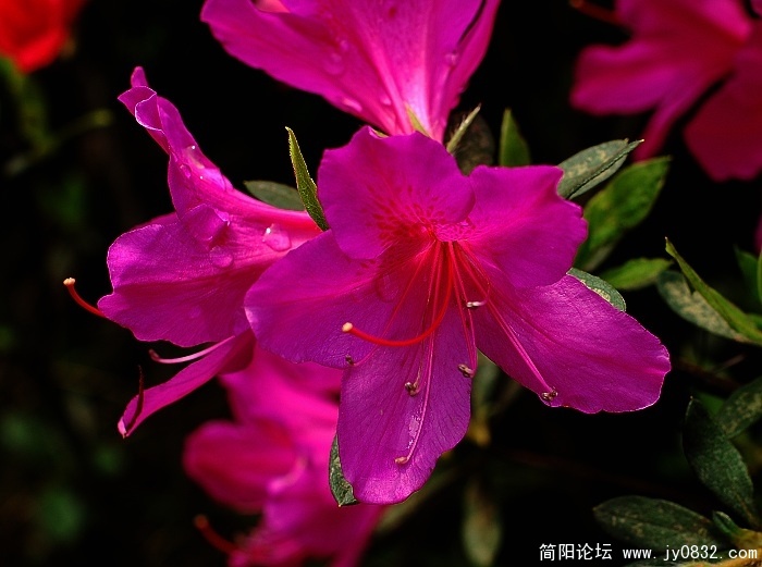 2夏鹃5.jpg