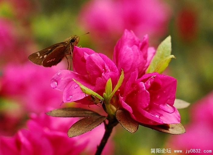 2夏鹃1.jpg