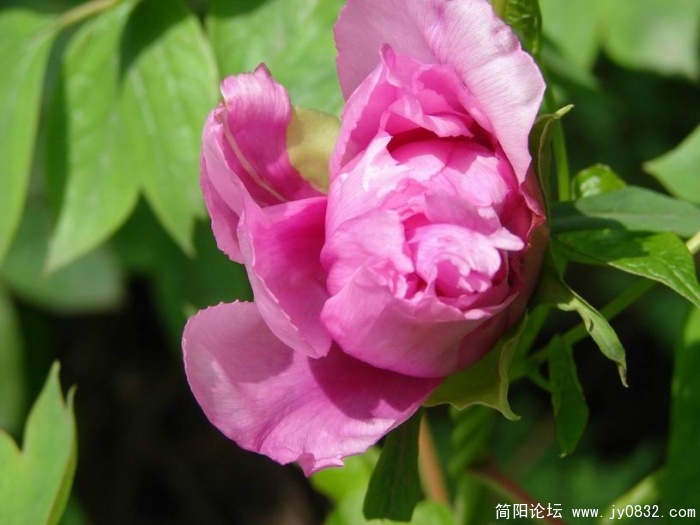 DSC04692.jpg