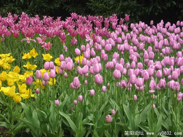 荷兰的国花