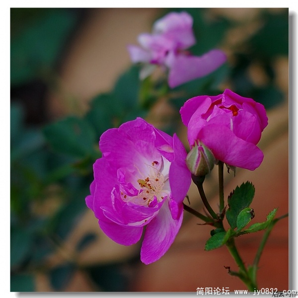DSC_0518.jpg