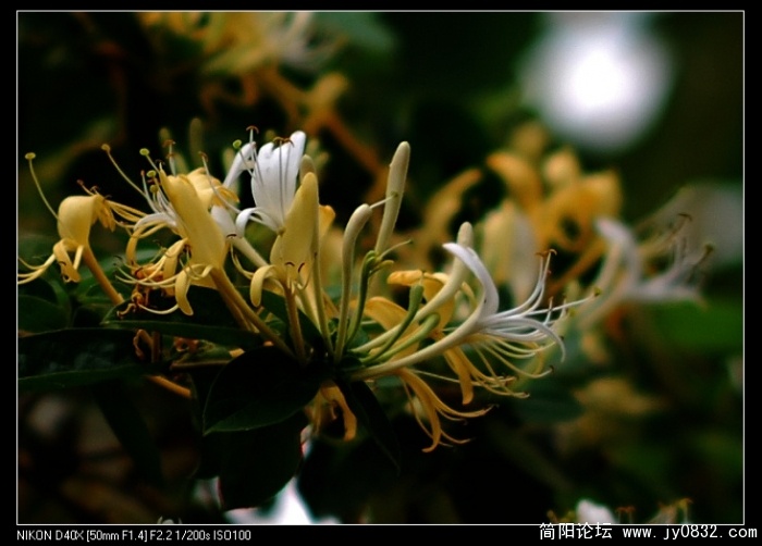 金银花4.jpg