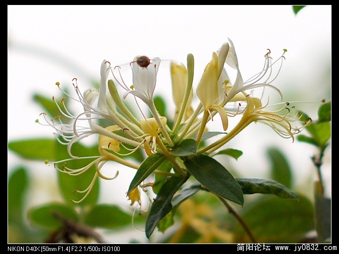 金银花3..jpg
