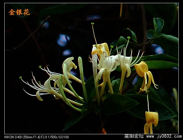 金银花2.jpg