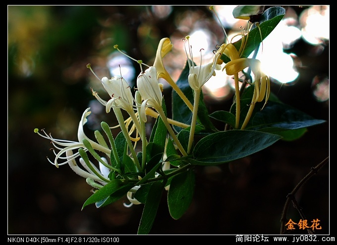 金银花..jpg