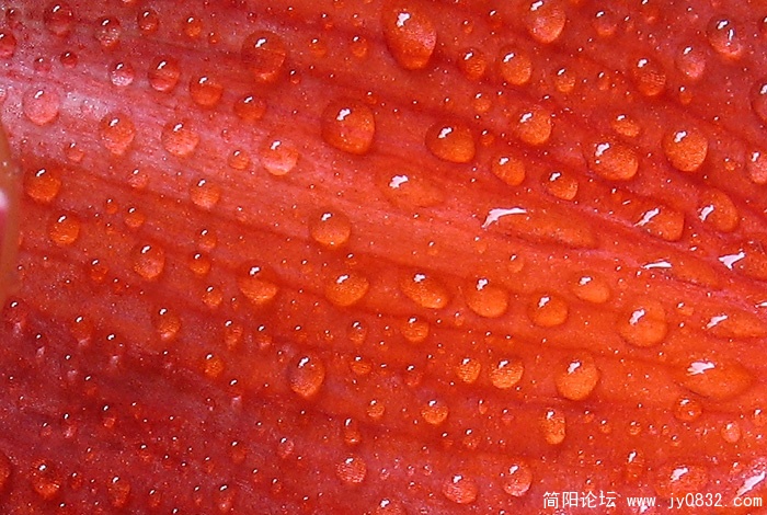 朱顶红-2.jpg