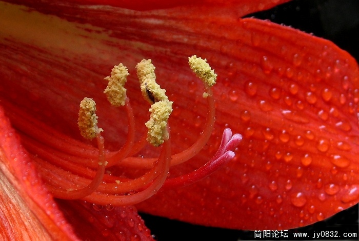 朱顶红-1.jpg