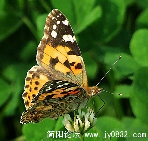 DSCF9699aa.jpg