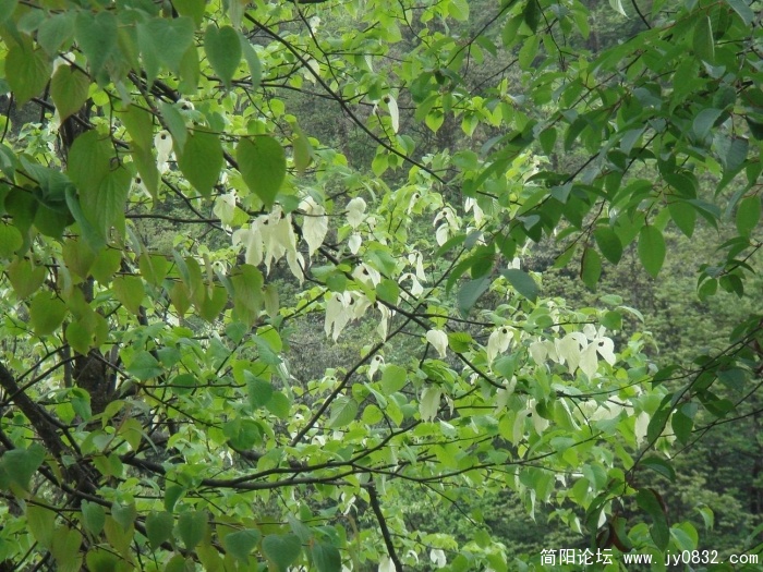 调整大小 DSC04482.JPG