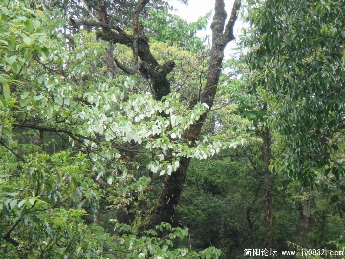 调整大小 DSC04497.JPG