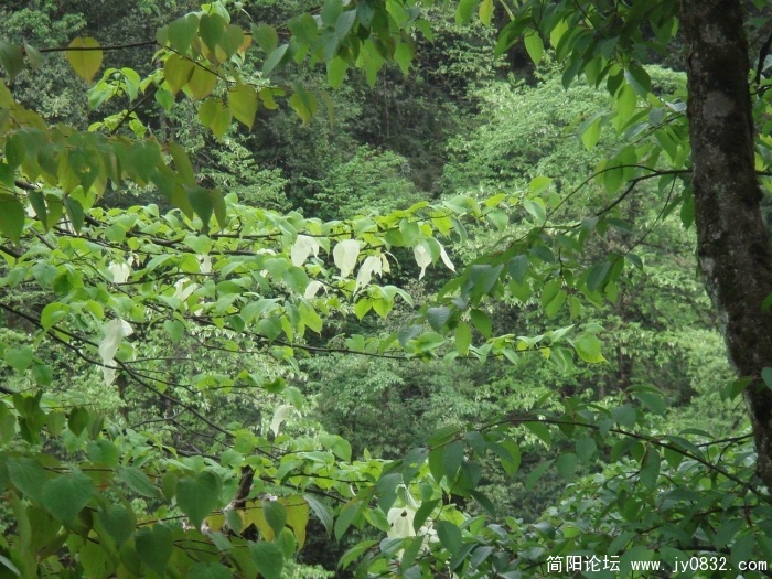 调整大小 DSC04481.JPG