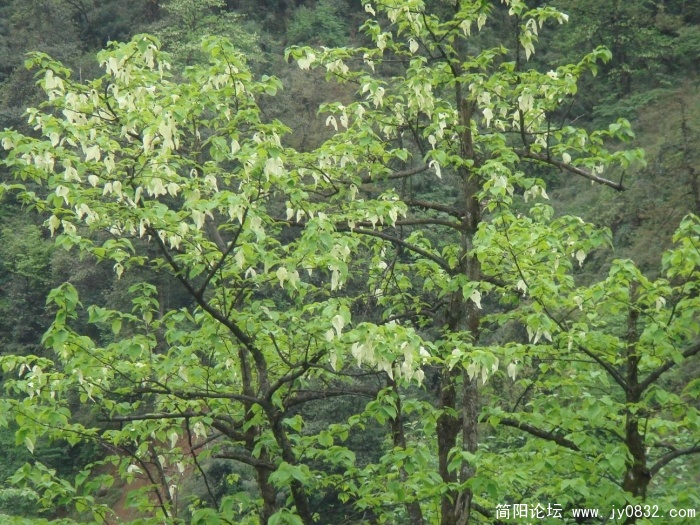 调整大小 DSC04479.JPG