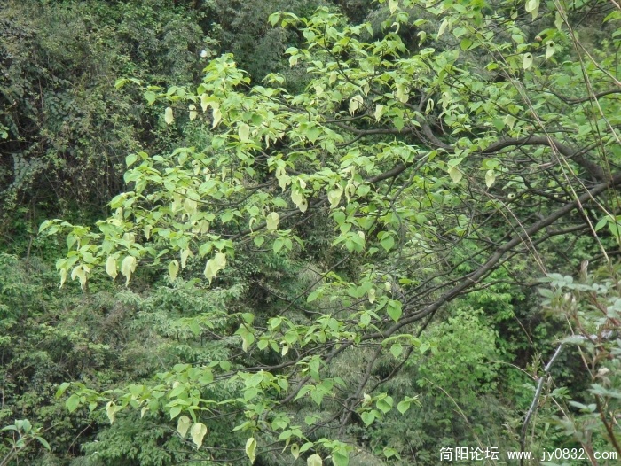 调整大小 DSC04478.JPG