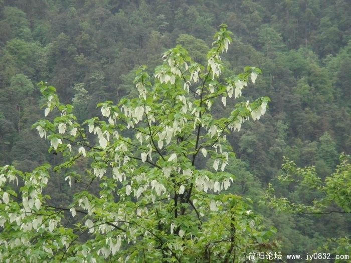 调整大小 DSC04488.JPG