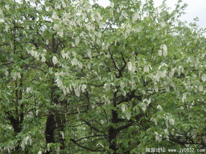 调整大小 DSC04490.JPG