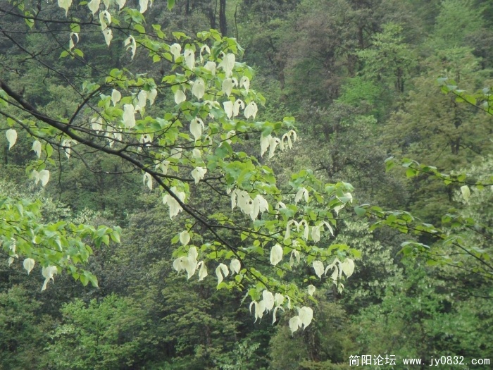 调整大小 DSC04484.JPG