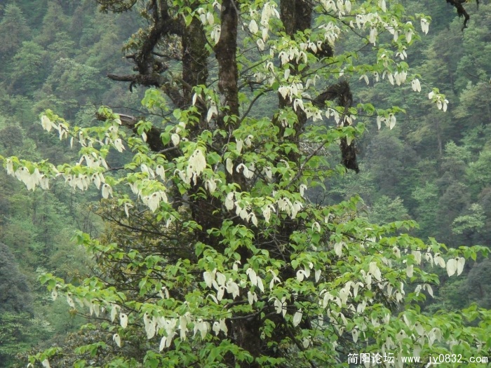 调整大小 DSC04485.JPG