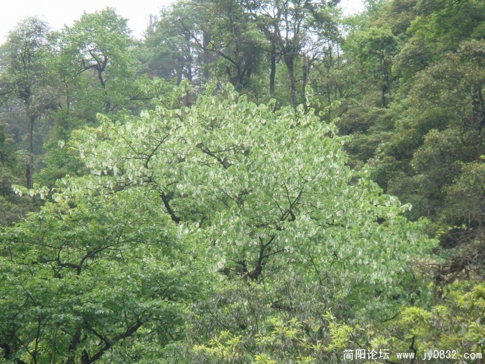 调整大小 DSC04532.JPG