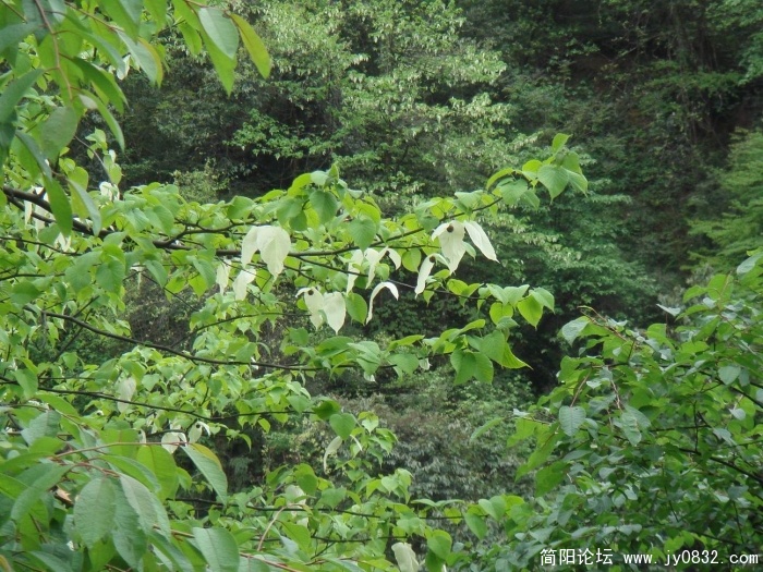 调整大小 DSC04483.JPG