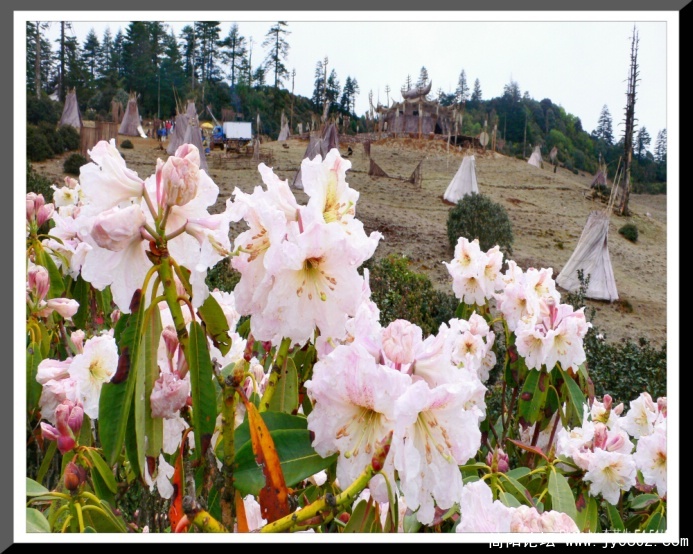高山牧场索玛花的配衬