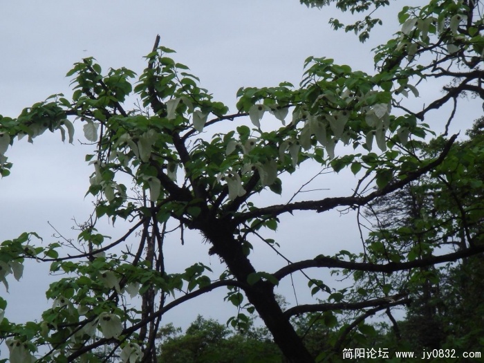 调整大小 DSC04486.JPG