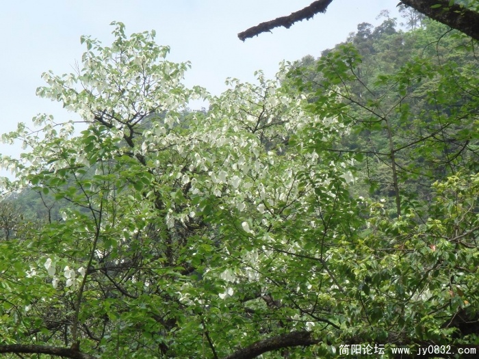 调整大小 DSC04496.JPG